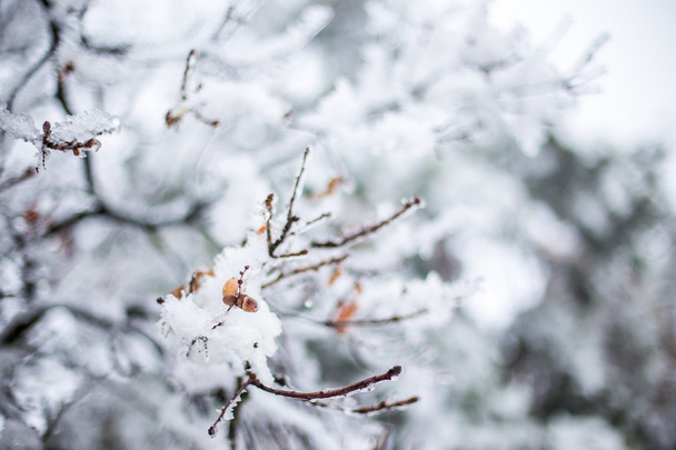 ramas cubiertas de nieve de árboles en el bosque - Foto, Imagen