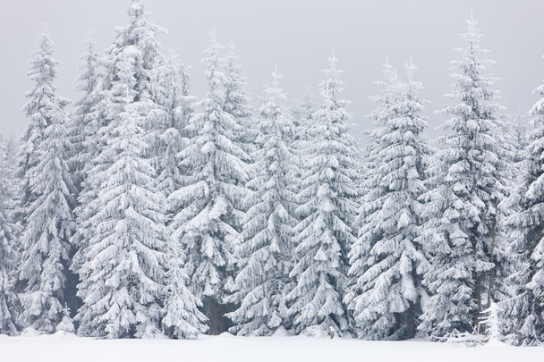 Winter forest, Czech Republic - Фото, изображение