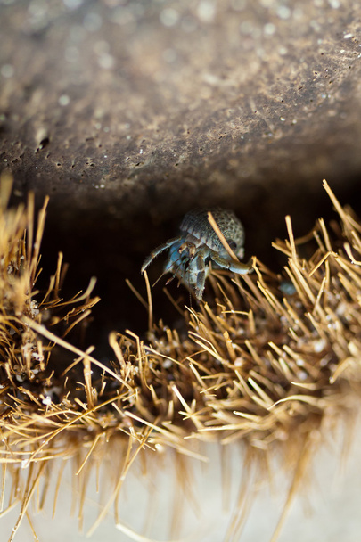 Καβούρι ερημιτών στο κέλυφος καρύδας - Φωτογραφία, εικόνα