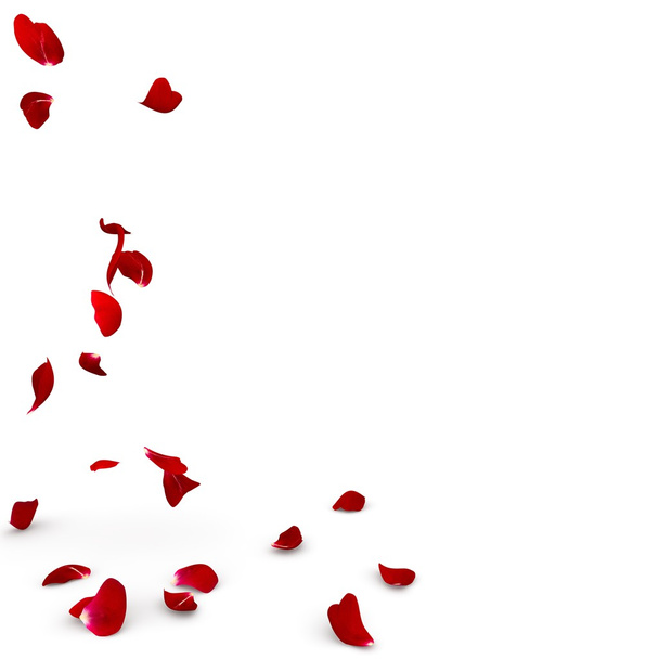 Pétales de rose tombent au sol
 - Photo, image
