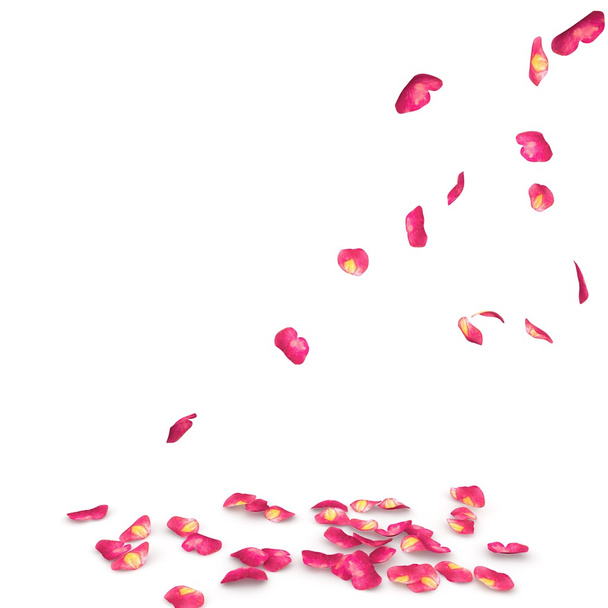 Pétalos de rosa moteados caen al suelo
 - Foto, imagen
