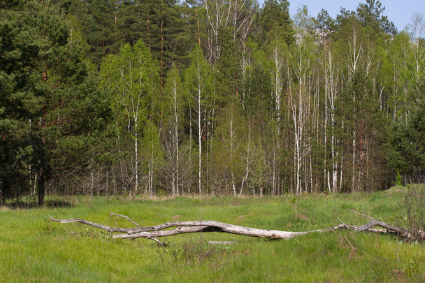 Birch Grove na fronteira com a Bielorrússia e a Rússia. Localizado na Ucrânia, região de Sumy, Polissya
 - Foto, Imagem