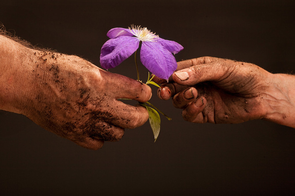 schmutzige Hände des Bauern, der frische junge Pflanze hält, in der Nähe - Foto, Bild