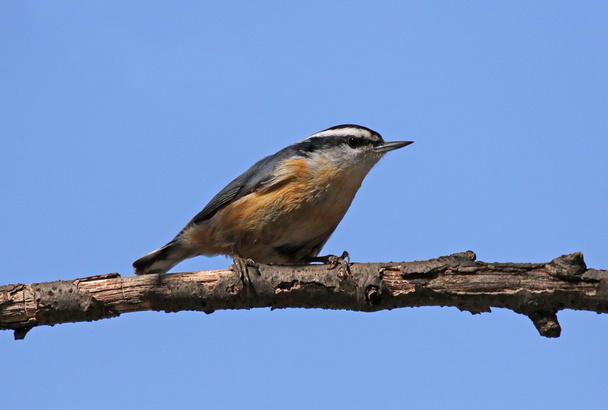 Perched Red-breasted Nuthatch - Photo, Image