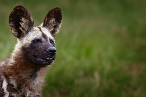 hochalarmierter afrikanischer Wildhund - Foto, Bild