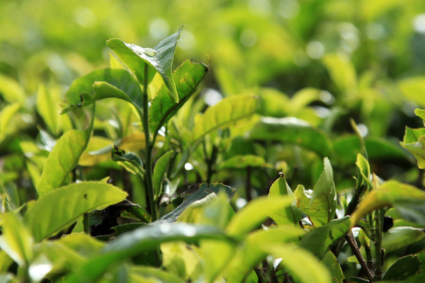 çay plantasyon, Malezya - Fotoğraf, Görsel