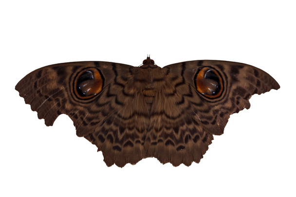 Moth perhonen, jättiläinen silkki koi perhonen valkoisella taustalla
 - Valokuva, kuva