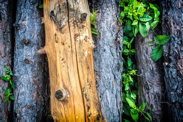 Dřevěný dřevo textury pozadí - Fotografie, Obrázek