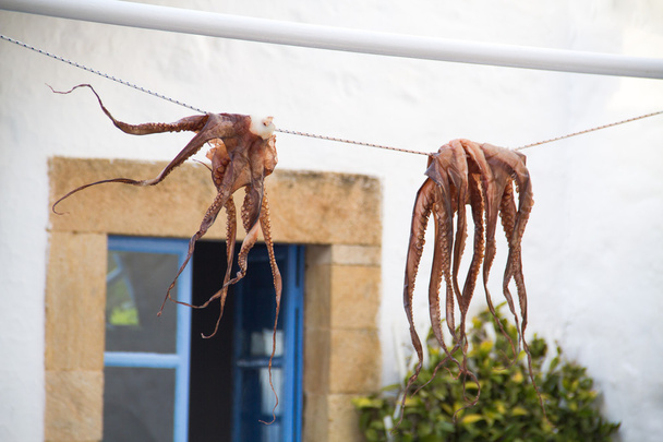 Octopus opgehangen om te drogen - Foto, afbeelding