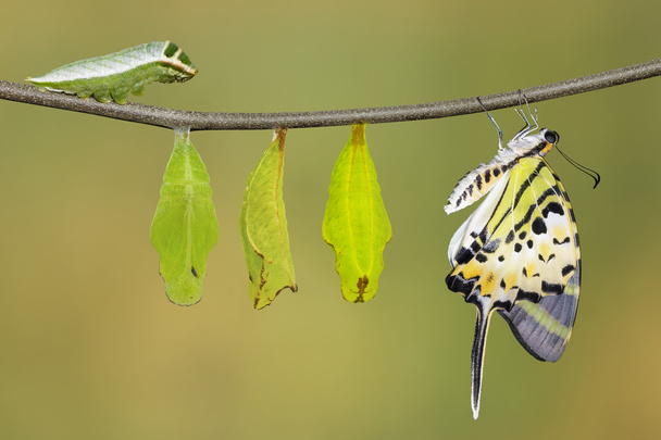 Ciclo de vida da borboleta de cauda de espada de cinco bar isolado (antiphates pom
 - Foto, Imagem