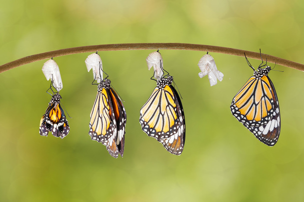Trasformazione della farfalla tigre comune che emerge dal bozzolo
 - Foto, immagini