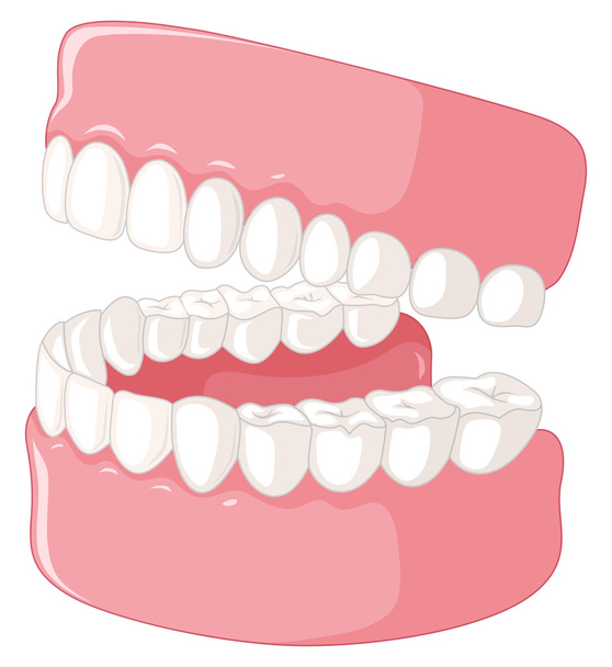 Ihmisen hampaat malli valkoisella taustalla
 - Vektori, kuva