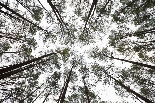 pine trees from below - Φωτογραφία, εικόνα