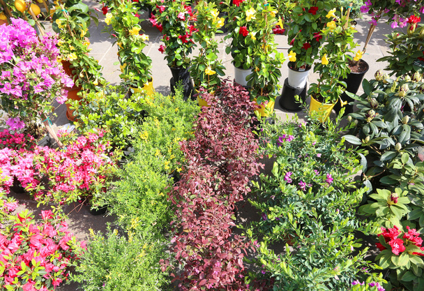 muchas flores en maceta para la venta en el mercado local de flores
 - Foto, imagen
