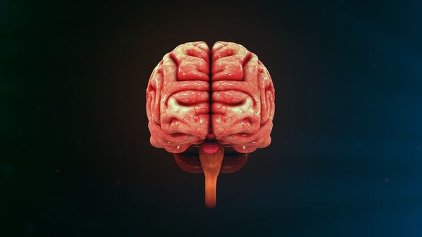 Ανθρώπινη εγκεφαλική ανατομία - Φωτογραφία, εικόνα