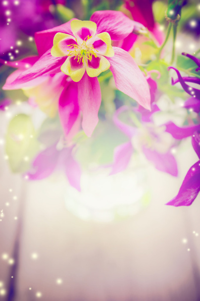 Columbine tavaszi virág - Fotó, kép