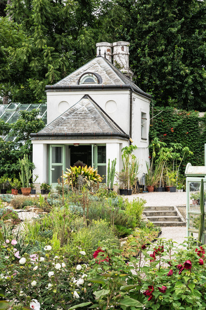 Sera ve çeşitli çiçekli bitkiler ve kaktüsler orangery içinde - Fotoğraf, Görsel