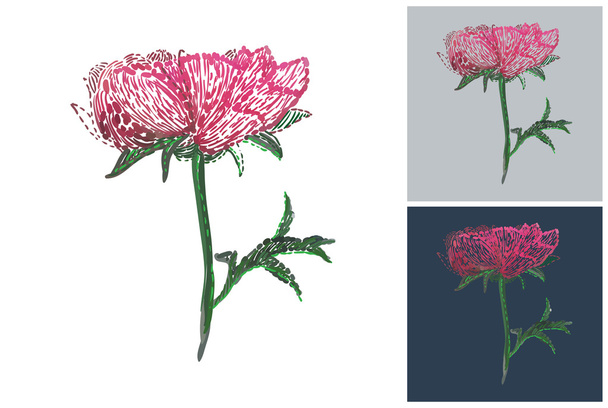 carte di fiori di peonia
 - Vettoriali, immagini