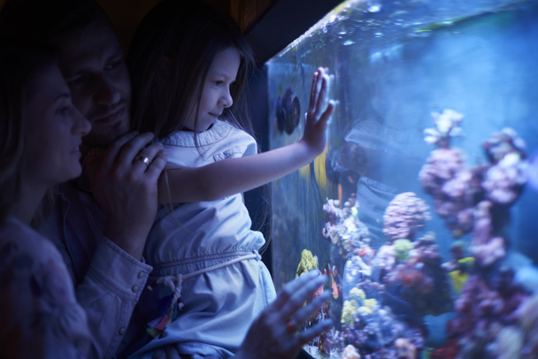 Молодая семья смотрит, как жизнь рыб
 - Фото, изображение