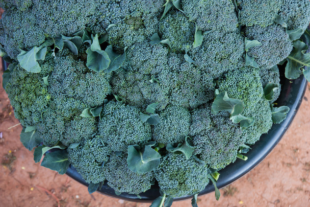 Verse broccoli, op de markt gebracht. - Foto, afbeelding