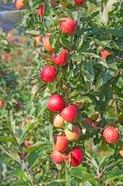 gerijpte rode appels - Foto, afbeelding