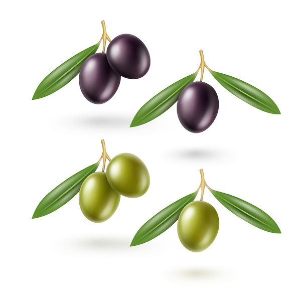 Ensemble vectoriel de branches d'olives noires et vertes avec feuilles isolées sur fond blanc
 - Vecteur, image