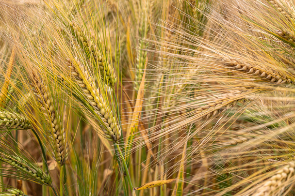 Ячменное зерно
 - Фото, изображение
