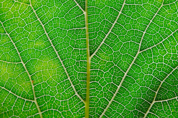 Textura de la hoja fondo abstracto en las venas de las hojas con vista de primer plano
 - Foto, Imagen