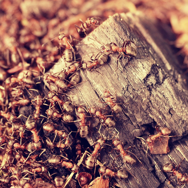 Las hormigas salvajes construyen su hormiguero, gran pedazo de madera carbonizada
.  - Foto, Imagen