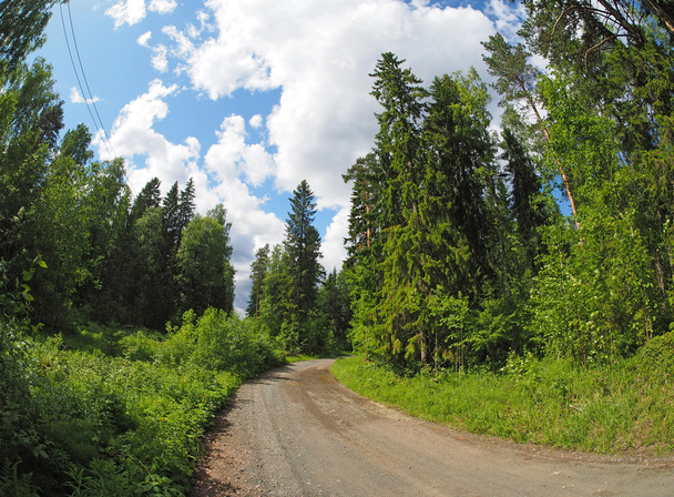 road in the woods - Фото, изображение