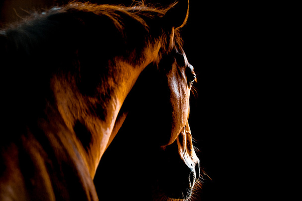horse in stable - Photo, Image