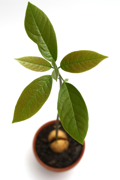 αβοκάντο φυτών - Φωτογραφία, εικόνα