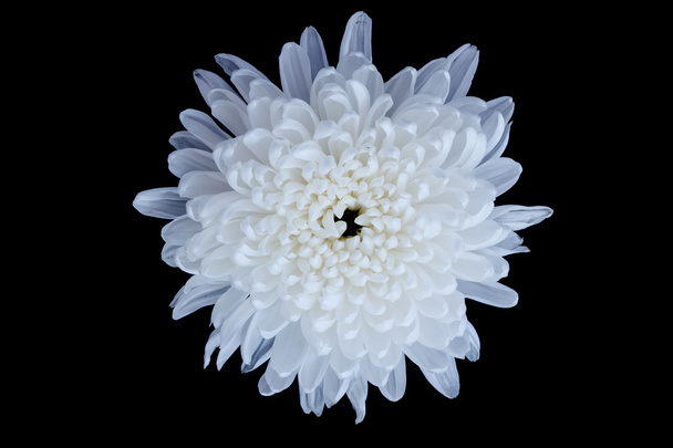 黒の背景に分離された白い菊の花 - 写真・画像
