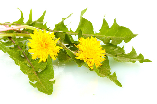 Dandelion flowers and leaves isolated on white - Zdjęcie, obraz