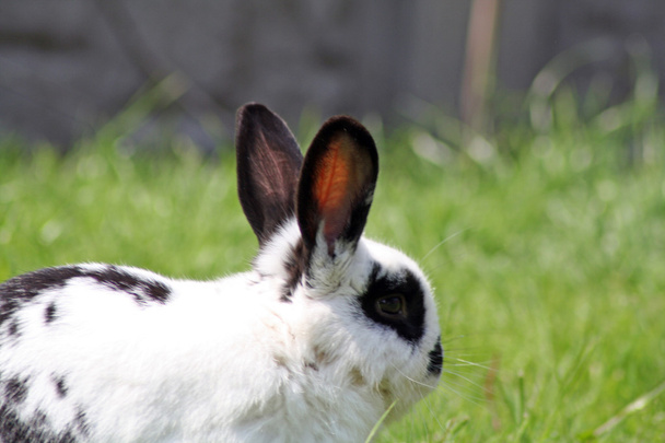 Rabbit in the garden - Photo, Image