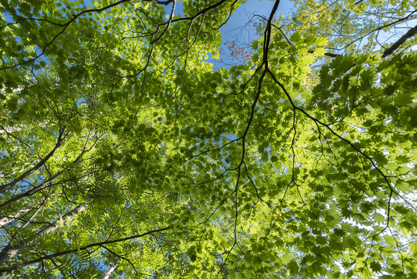 Hojas tempranas del verano y luz del sol a través de los árboles
 - Foto, Imagen