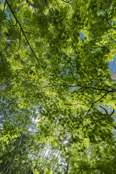Počátkem léta listy a slunce mezi stromy - Fotografie, Obrázek