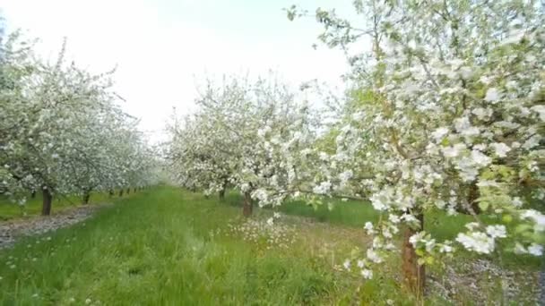 Blühende Apfelbäume mit weißen Blüten im Frühling. - Filmmaterial, Video