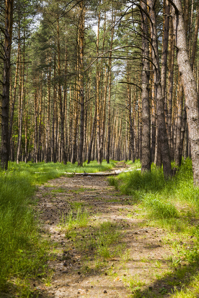 Pine forest in summer day - Φωτογραφία, εικόνα