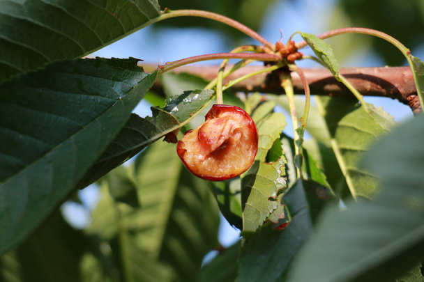 Wiśnia owoce spożywane przez ptaki - Zdjęcie, obraz
