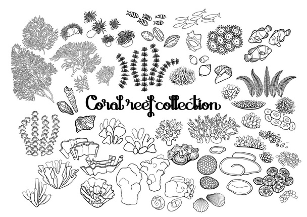 Collection of  coral reef elements - Vector, Image