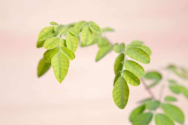 Moringa leaf on wooden board background - Photo, Image