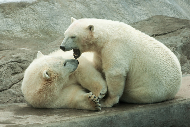 Polar bear cubs playing - Fotó, kép