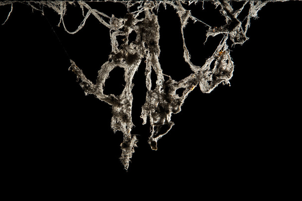 ιστός αράχνης ή αράχνη ιστού απομονωμένες σε μαύρο φόντο σε αρχαία Ταϊλάνδης σώμα - Φωτογραφία, εικόνα