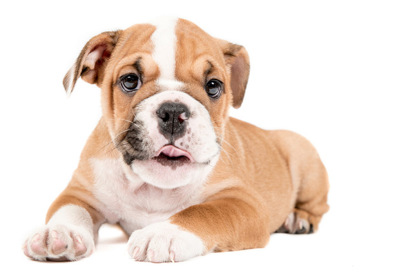 Cute puppy of English Bulldog - Foto, imagen