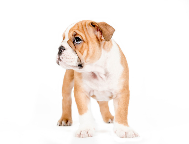 Little english bulldog puppy - Fotografie, Obrázek