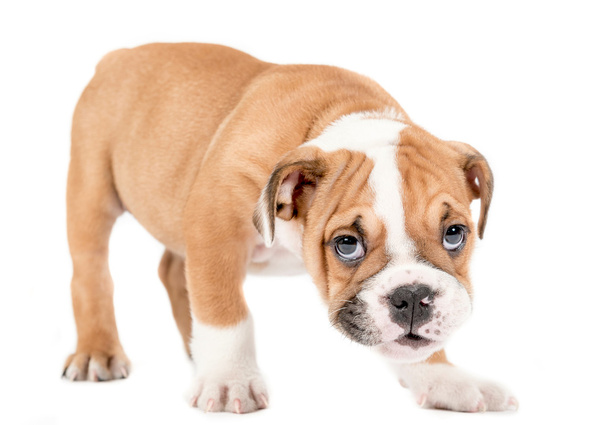 English bulldog puppy - Fotó, kép