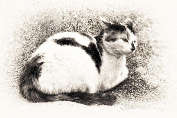Εγχώριο γάτα prowling πάνω σε ένα βράχο - Φωτογραφία, εικόνα