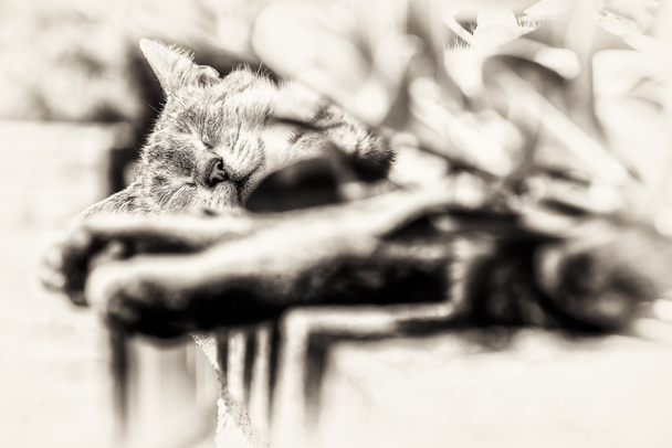 Фокус на голові таббі кішки спить на відкритому повітрі
 - Фото, зображення