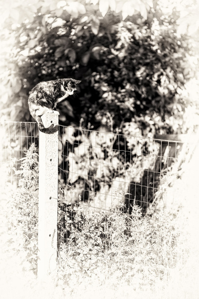 Un gato de concha de tortuga hembra merodeando encaramado
. - Foto, Imagen